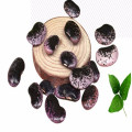 Export Schwarze Speckled Kidney Bean mit großen schwarzen Kidney Bohnen